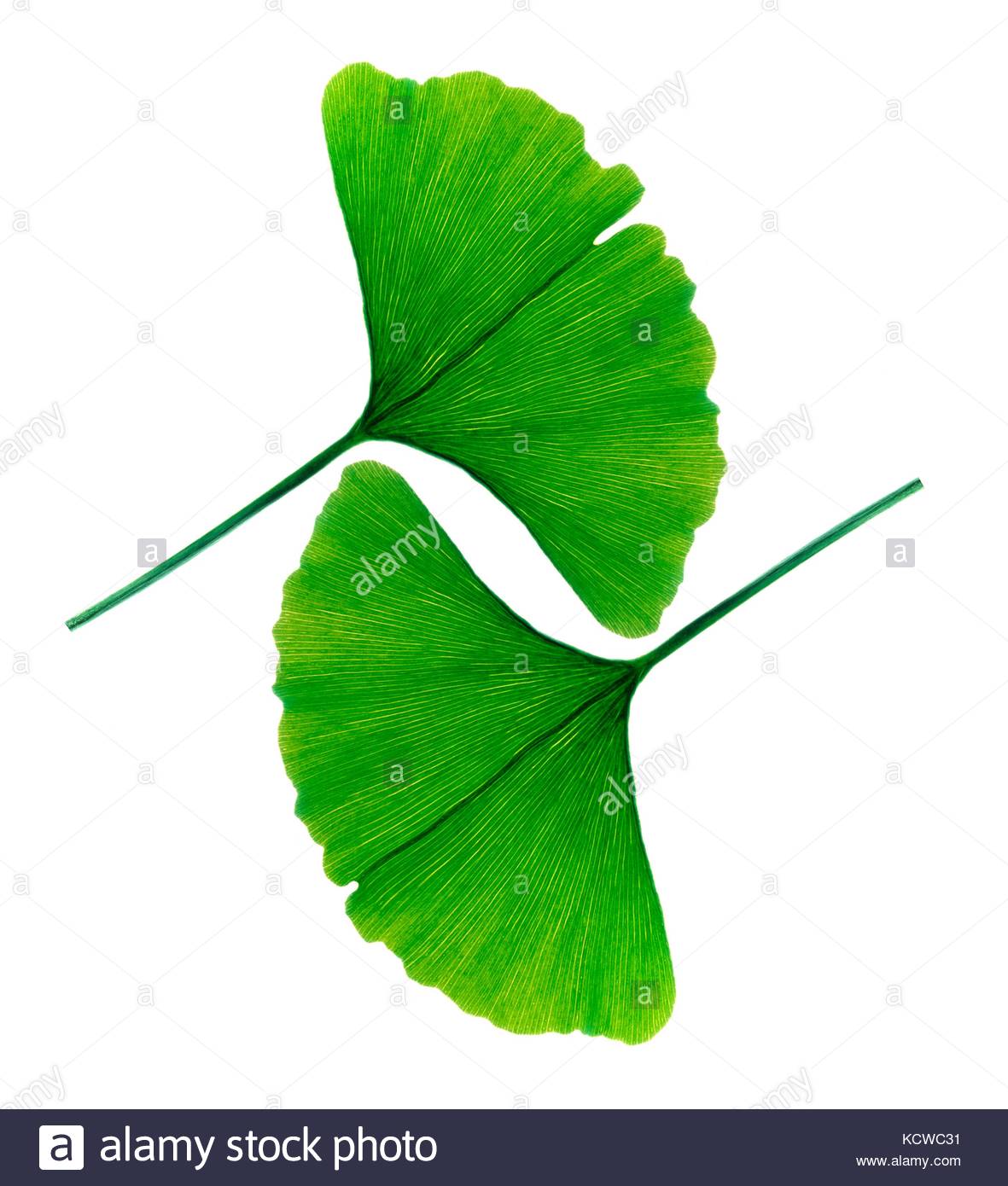 1181x1390 Lobed Leaf Stock Photos Amp Lobed Leaf Stock Images