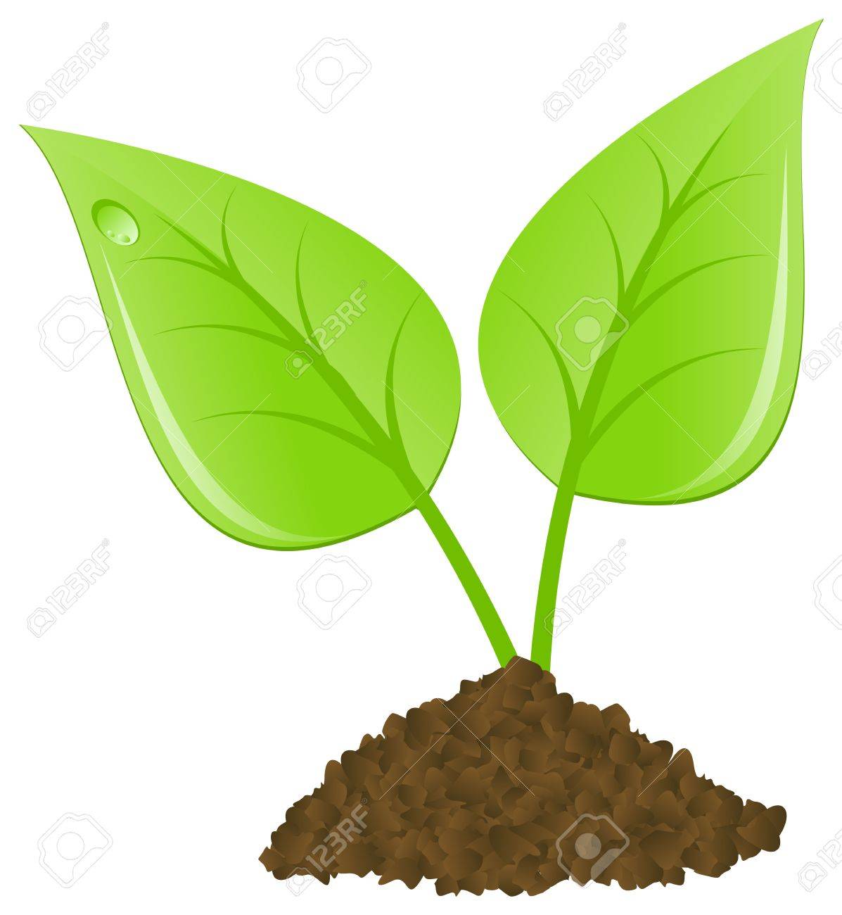 1197x1300 Two Leaf Sprout. Vector Illustration, Isolated On A White. Royalty