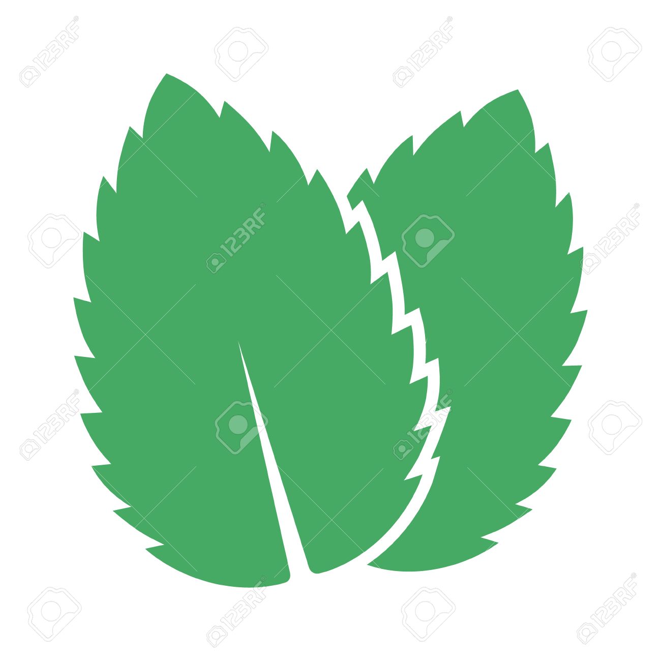 1300x1300 Two Peppermint Spearmint Mint Or Mentha Leaves Flat Vector