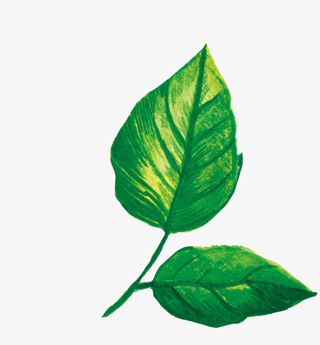 650x699 Two Green Leaves, Two Pieces, Green, Leaf Png Image For Free Download