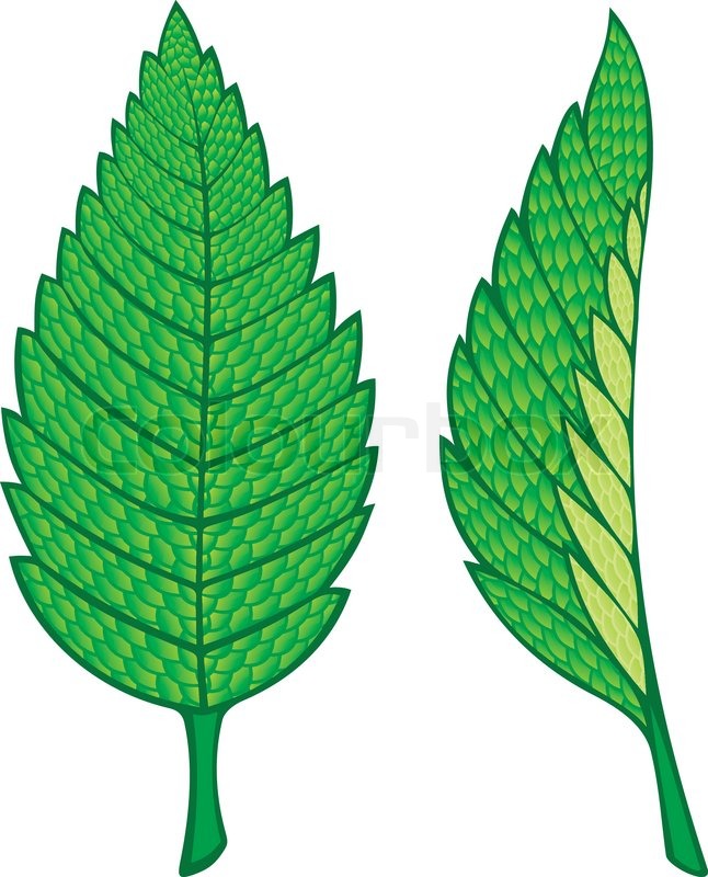 646x800 Two Green Mint Leaves Illustration Isolated On White Background