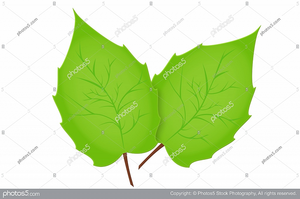 1024x682 Two Leaves Clipart