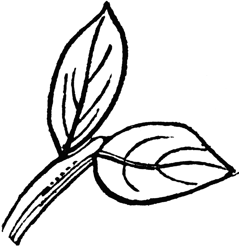 993x1024 Binate Clipart Etc