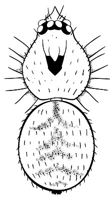 220x404 Unicorn (Spider)