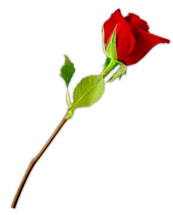 338x420 Valentine Roses Clip Art Clipart