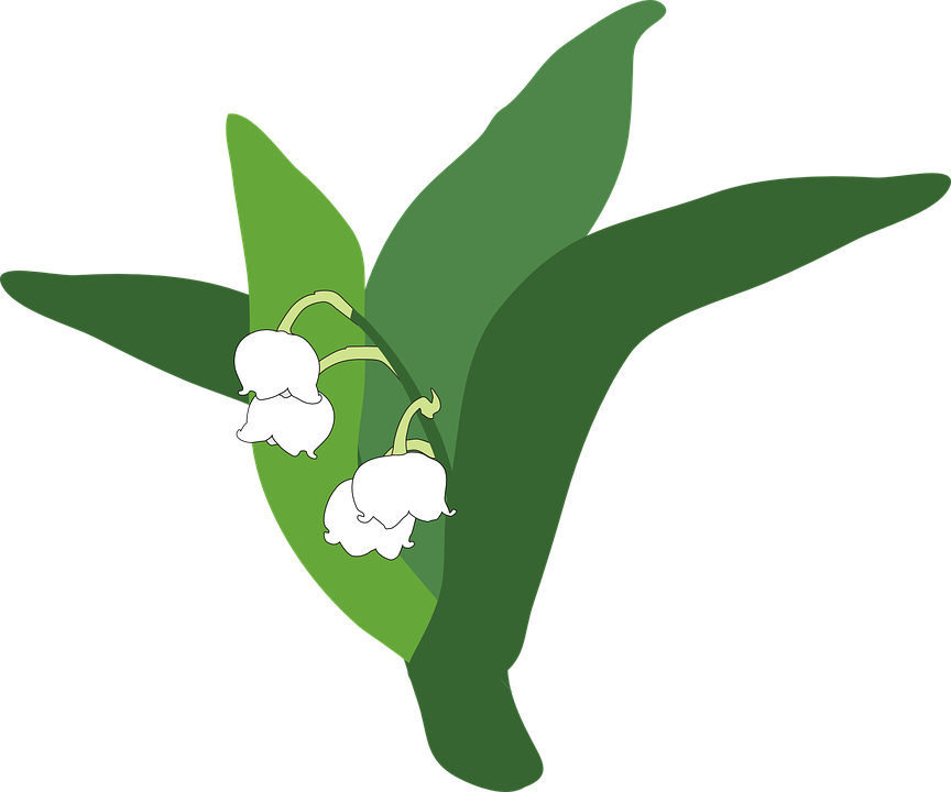 864x720 Lily Of The Valley Clipart Transparent