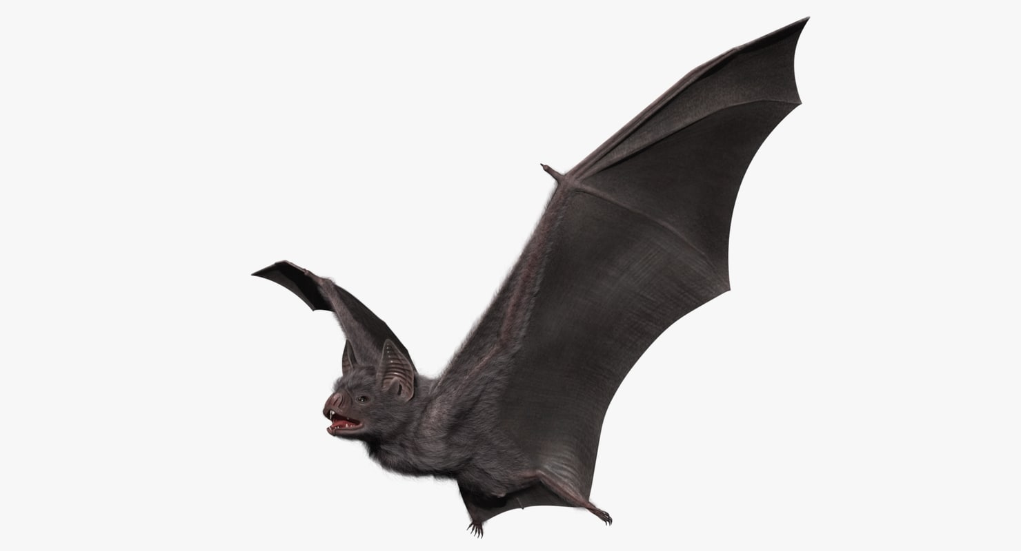 1480x800 Bat 3d Model