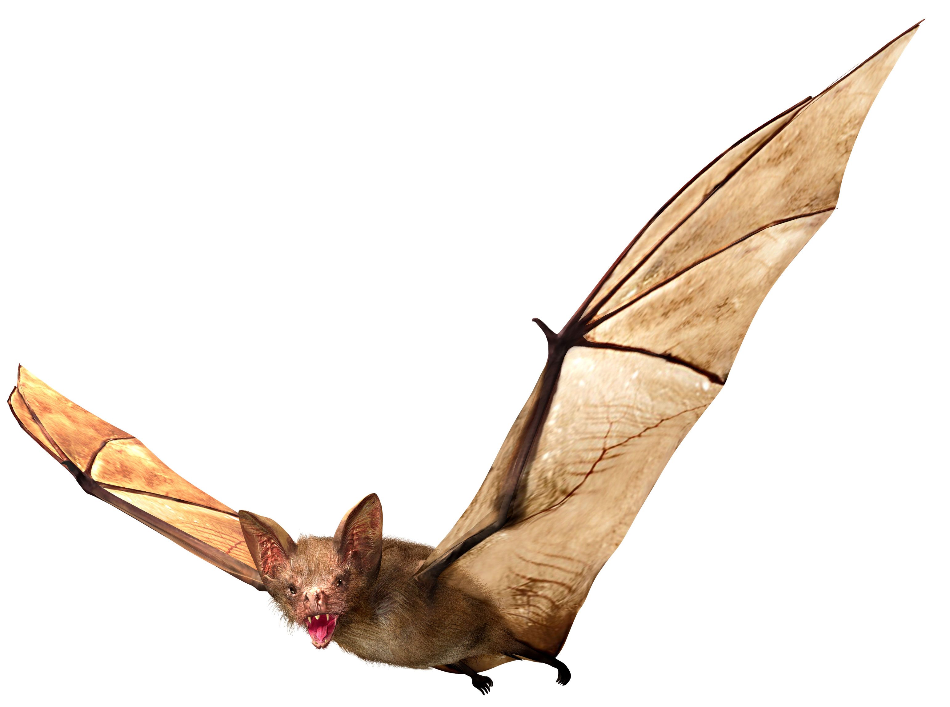 3087x2298 Bat Removal Services