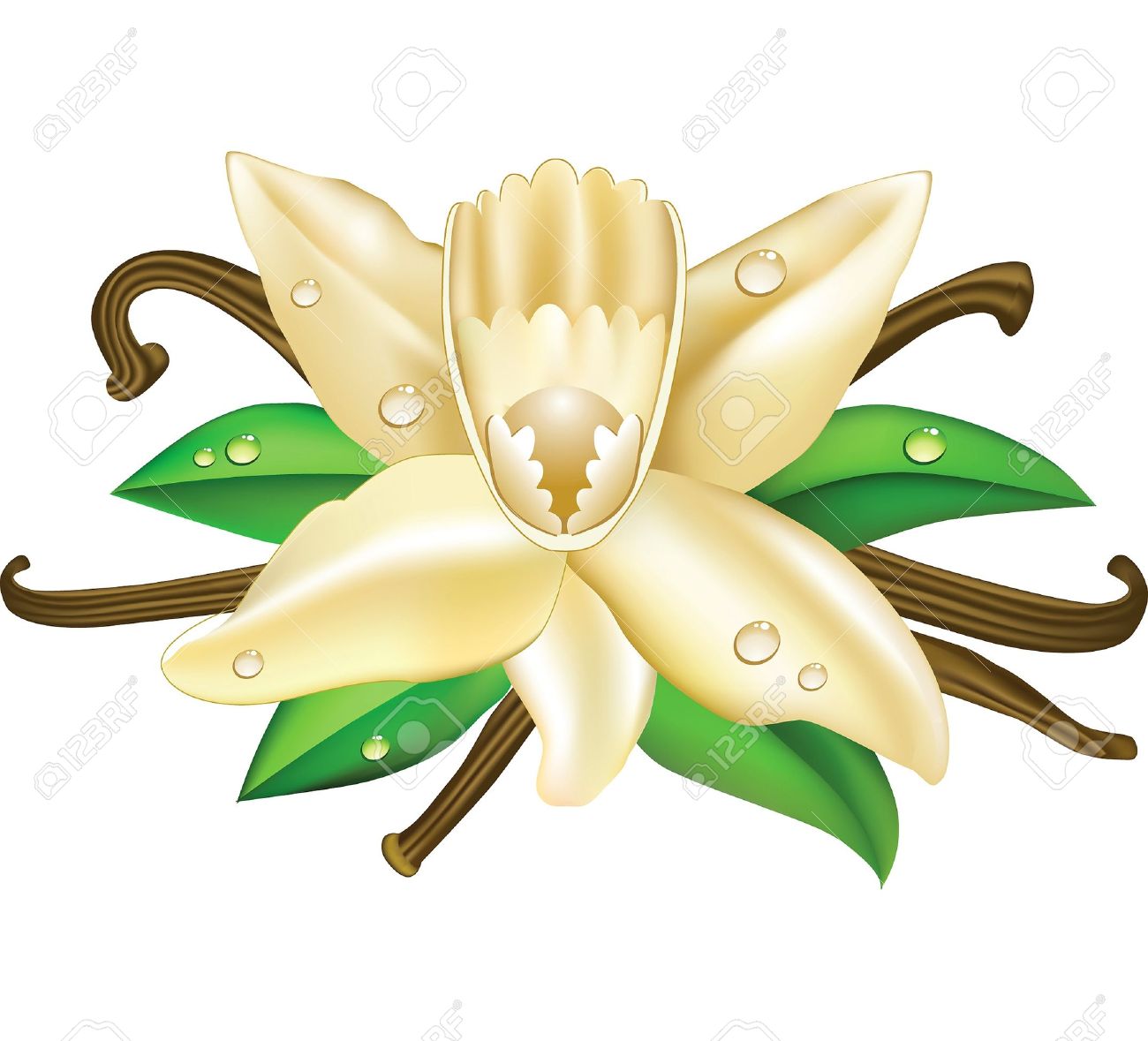 1300x1179 Orchid Clipart Vanilla Bean