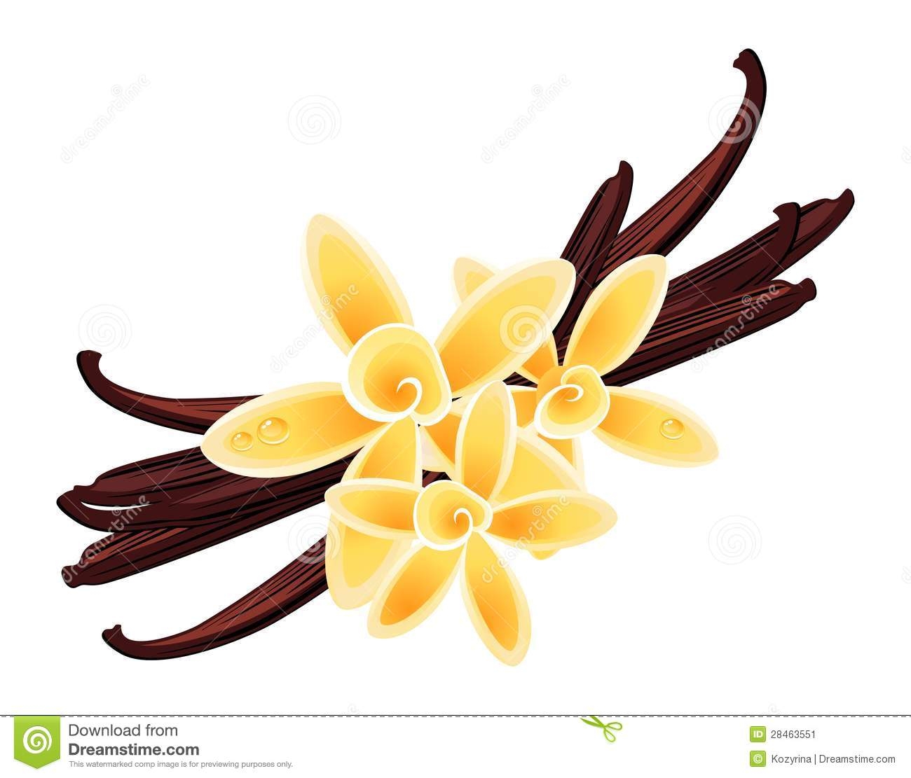 1300x1111 Vanilla Flower Clip Art