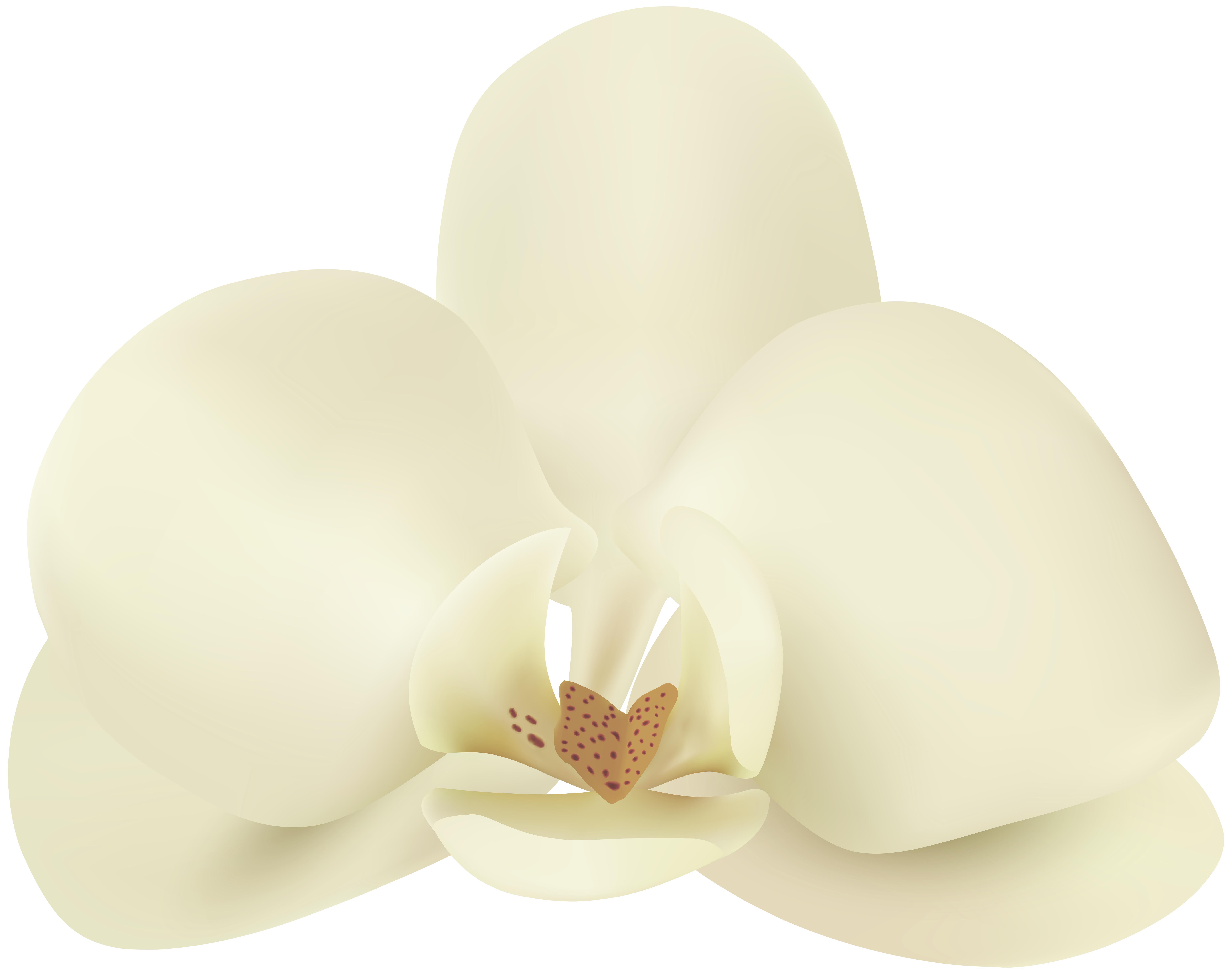 8000x6323 Vanilla Flower Png Clip Art Imageu200b Gallery Yopriceville
