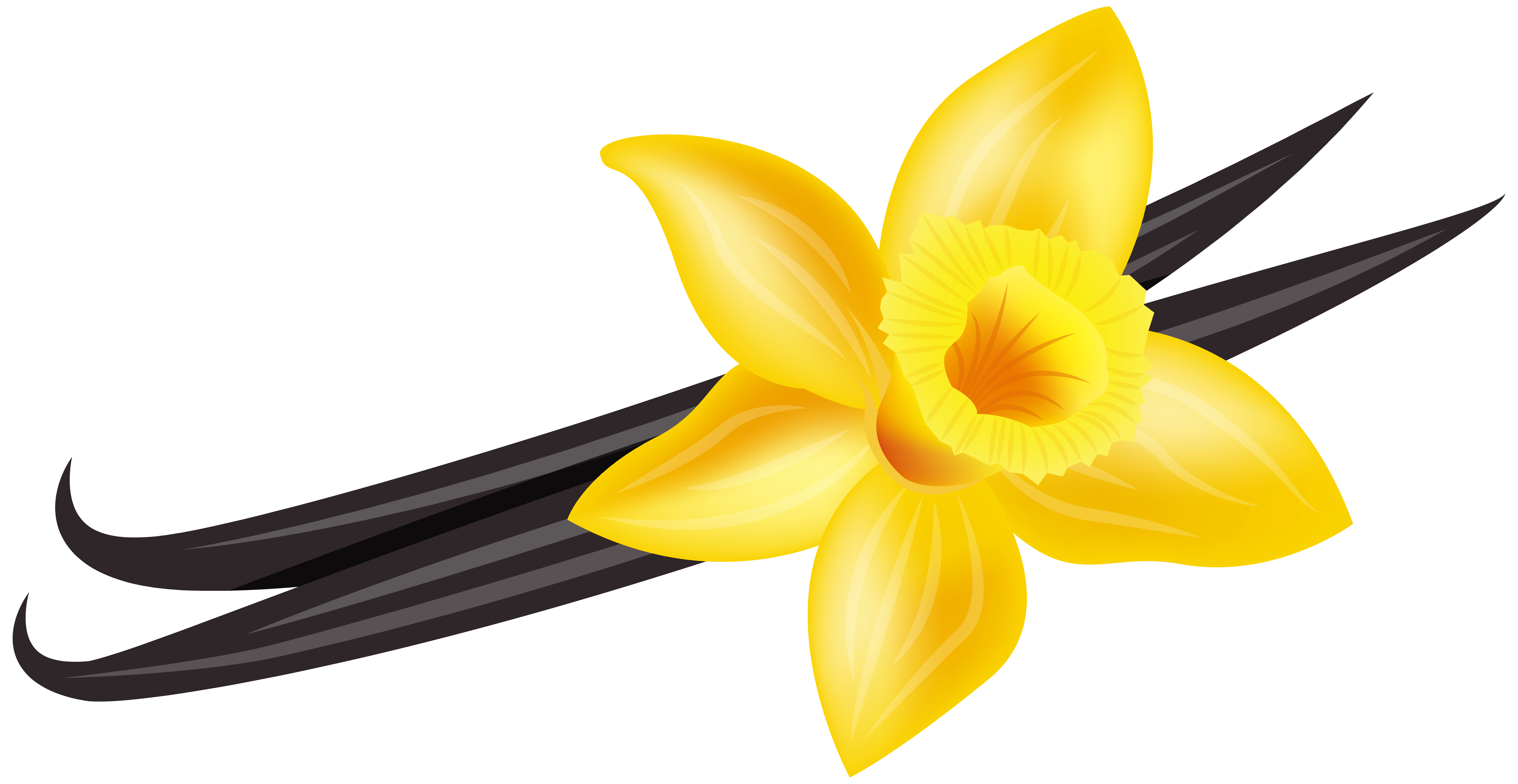 7195x3717 Vanilla Png Clip Art Imageu200b Gallery Yopriceville