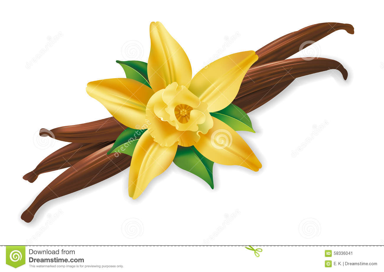 1300x919 Vanilla Clipart Vector