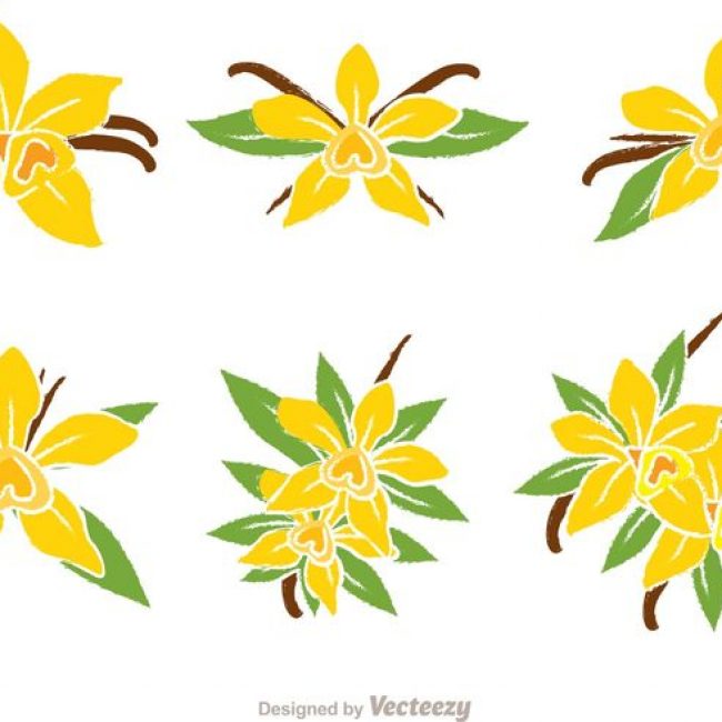 650x650 Free Vector Vanilla Flower Vectors
