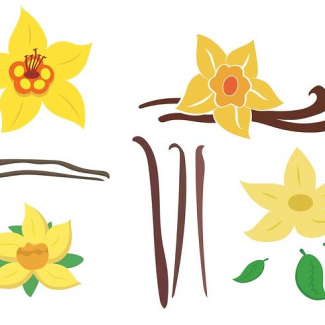 650x650 Free Vector Vector Vanilla Flower Pack