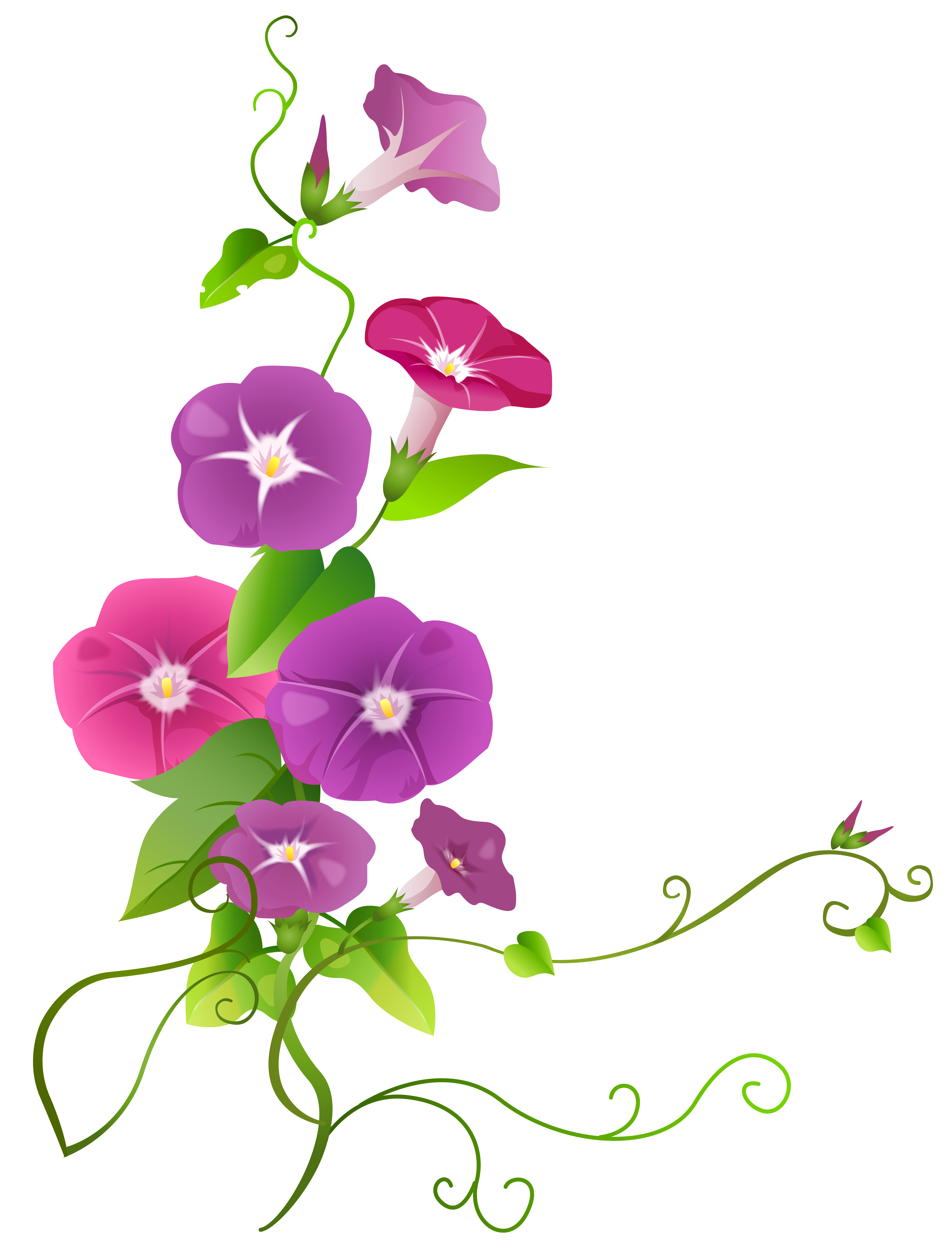 5448x7143 Ipomoea Flower Transparent Png Clip Art Imageu200b Gallery