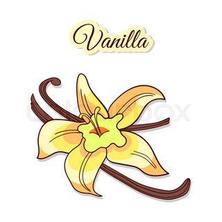 320x320 Vanilla Flower, Vintage Engraving Stock Vector Colourbox