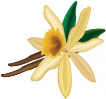 215x200 White Flower Clipart