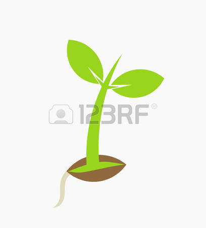 408x450 White Bean Flower Clipart