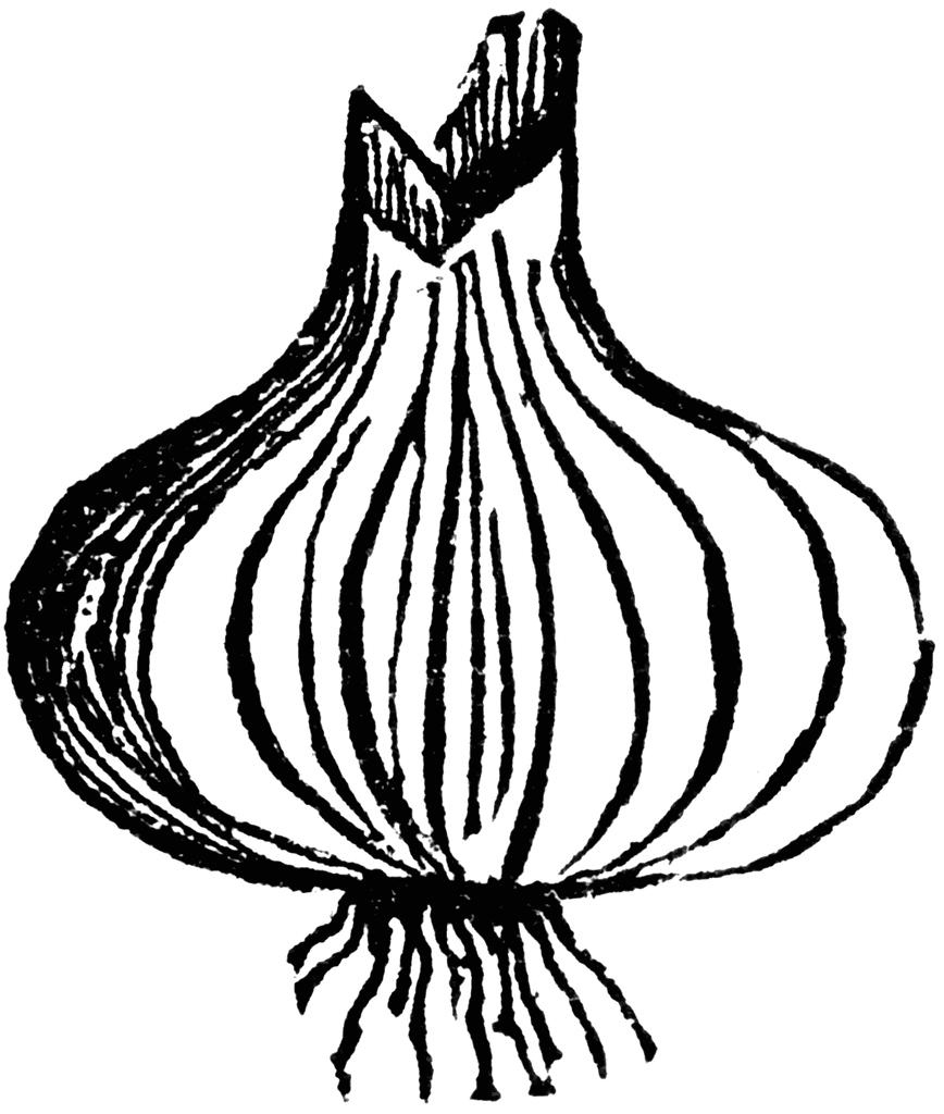868x1024 Onion Clipart Black And White.gif
