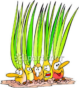 271x300 Onion Garden Clipart, Explore Pictures
