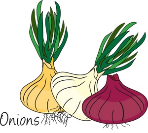 300x270 Onions Clipart Image