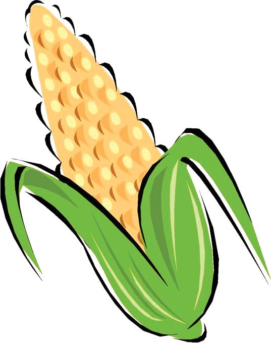 537x679 Corn Clipart Black And White Free Clipart Images