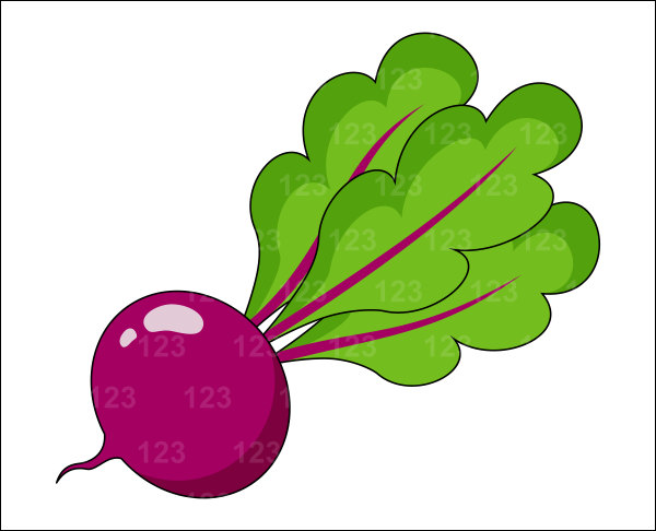 600x486 Beet Clipart