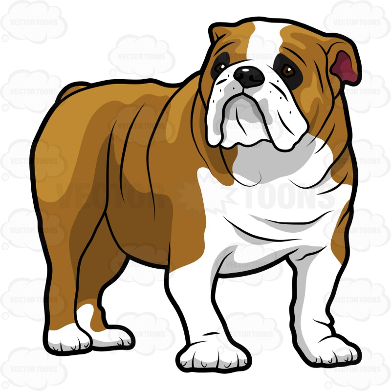 800x800 Bulldog Bull Dog Clip Art Clipart Image 6 3