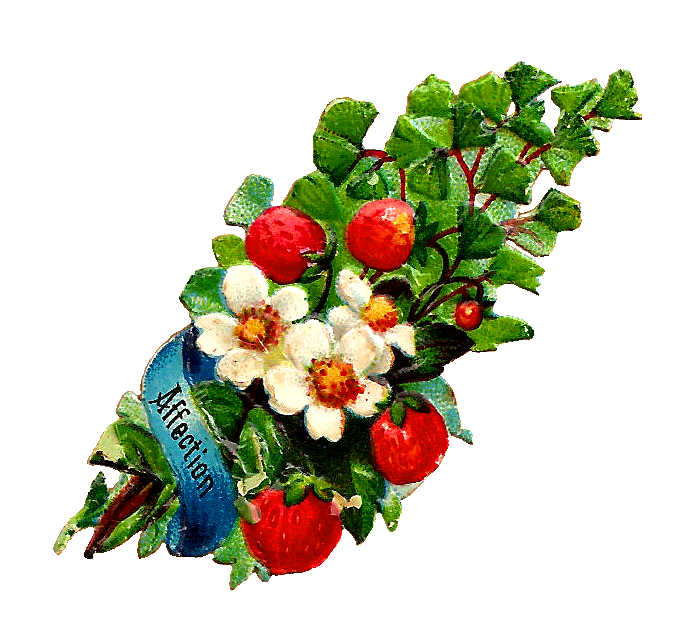 690x632 Antique Images Free Flower Clip Art White Rose And Strawberry