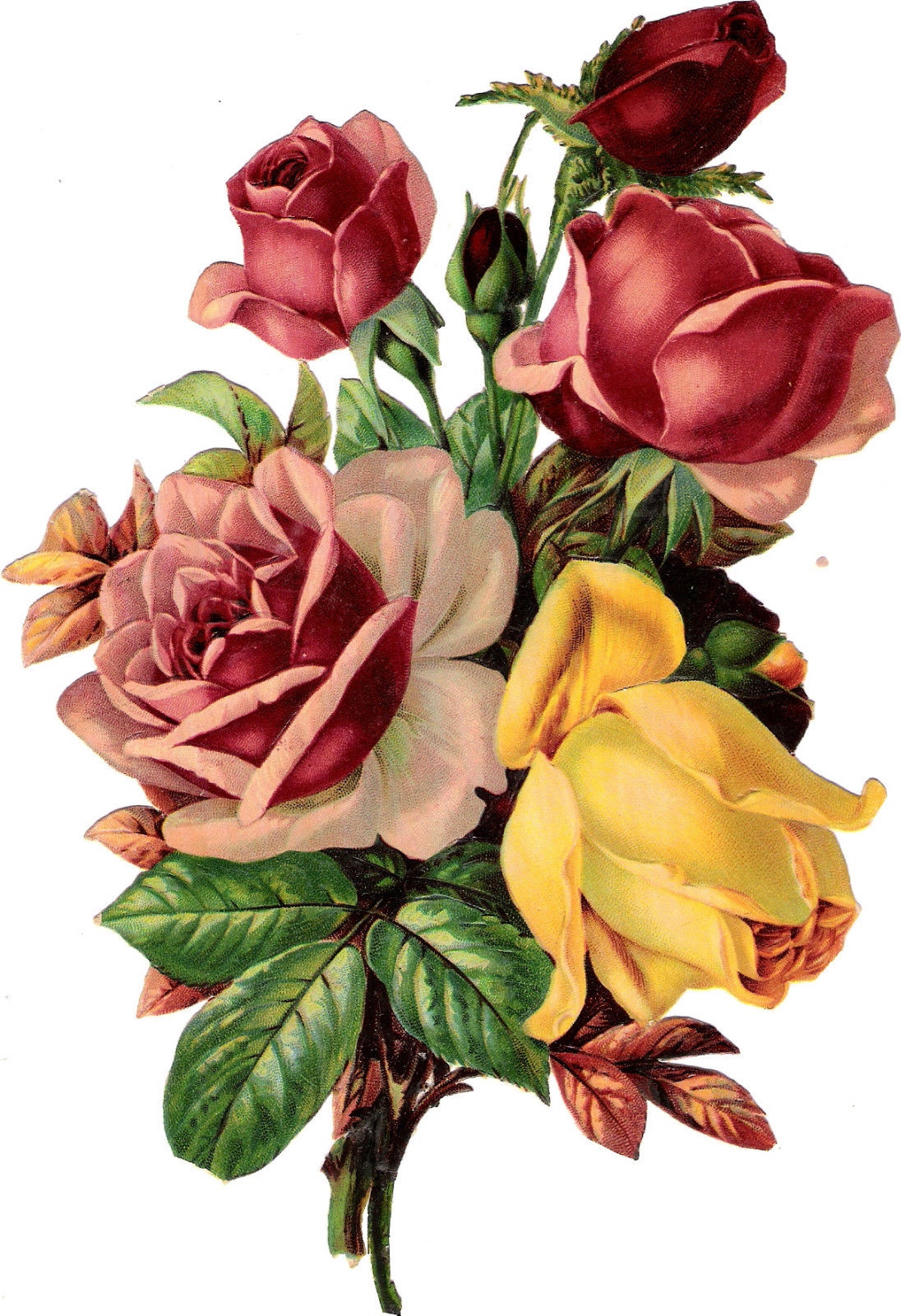 1096x1600 Plaatjes Rose