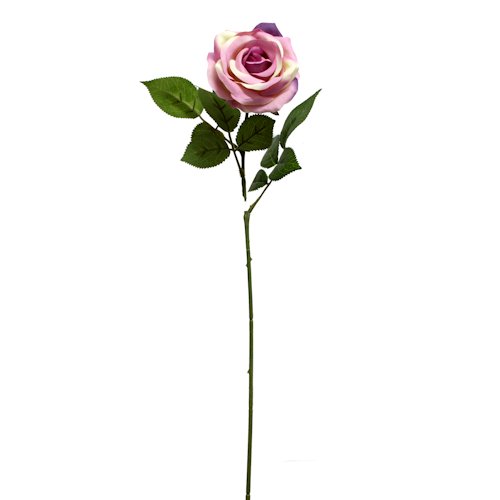 500x500 Roses Baldocks Direct, The Merchant On Queen Street