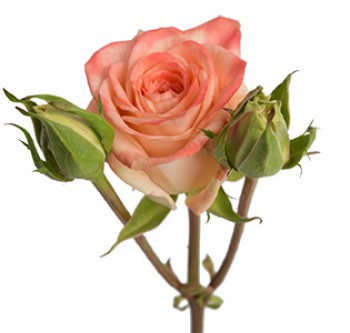 350x333 Royal Victorian Sweetheart Roses Archives