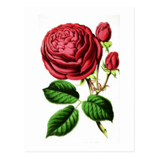 324x324 Victorian Rose Garden Postcards Zazzle