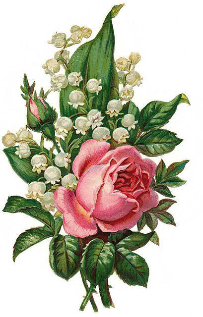 409x640 Light Pink Rose With Lily Of The Valley Graphics Flowers