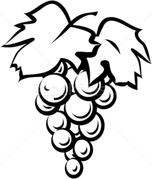 511x600 Grape Vine Black Amp White Illustration Vector Illustration