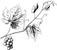 236x208 Black And White Vine Clip Art Grapevine Clip Art