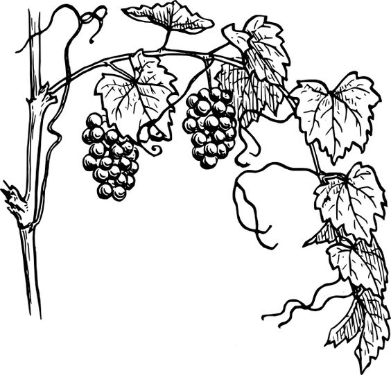 564x541 Black And White Vine Clip Art Grapevine Vector