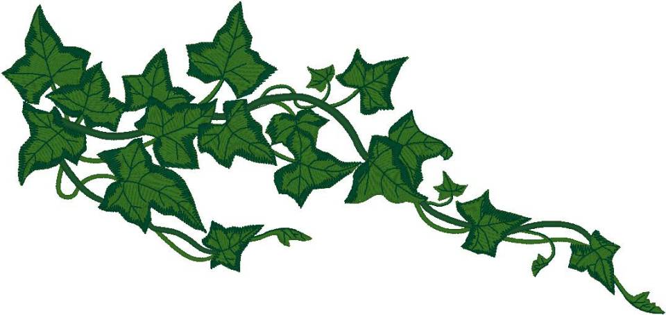 960x454 Ivy Vine Clipart