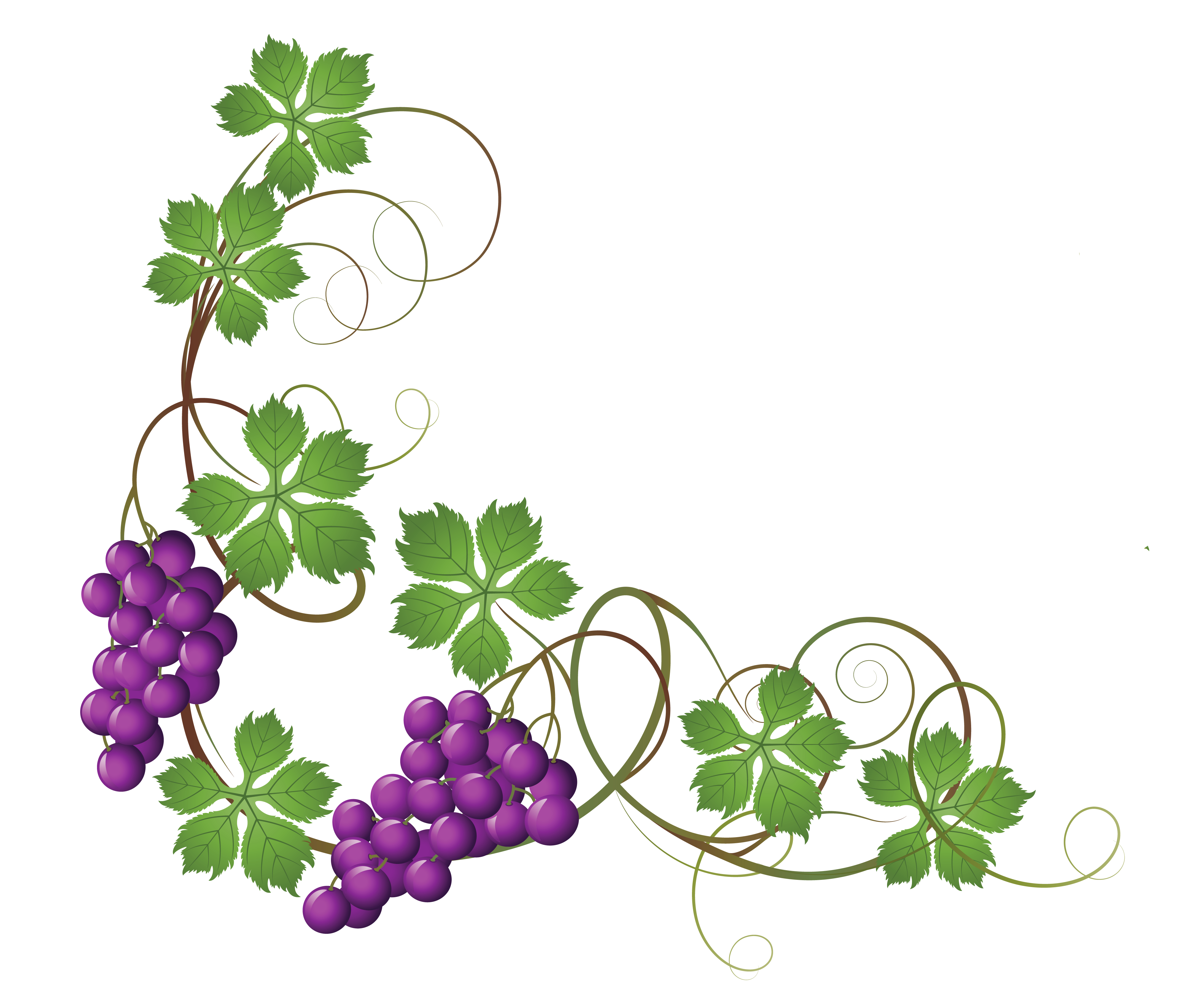 4340x3658 Transparent Vine Decoration Png Clipart Pictureu200b Gallery