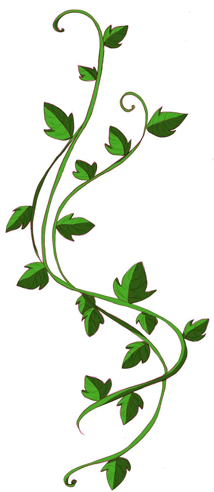 736x1686 Coloring Pages Amazing How To Draw Ivy Vines Vine Clipart 18