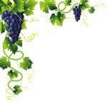 150x150 Grape Vine Clipart Free
