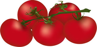 327x160 Tomato Clipart Tomato Vine