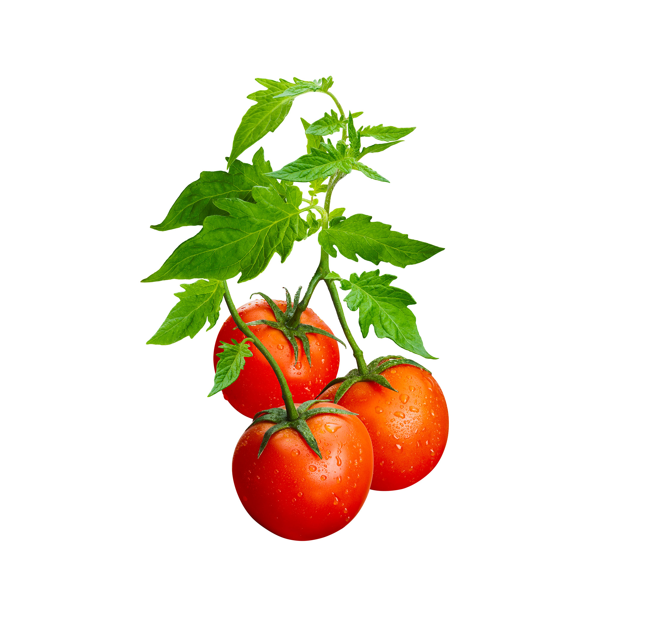 2231x2131 Vine Clipart Tomato Vine