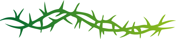 576x130 Thorns Clipart Vine