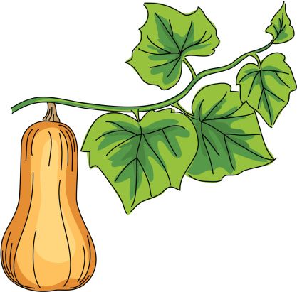 417x411 Squash Vine Clipart