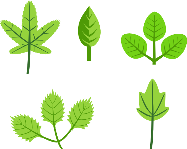 600x478 Tree Vine Clipart
