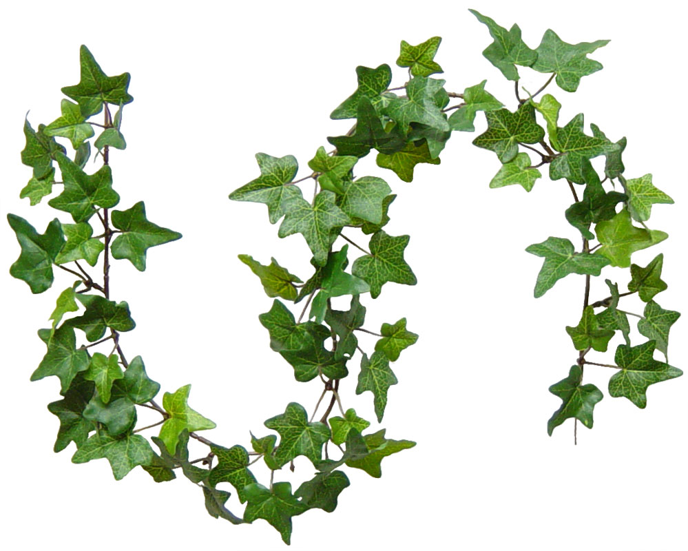 999x800 Ivy Leaf Vine Clipart