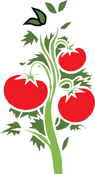 324x591 Tomato Vine Clip Art
