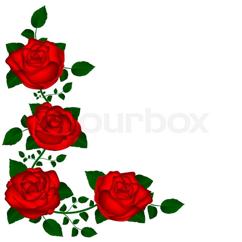800x800 Vine Of Red Roses Vine Of Red Roses Vector Illustration Of Flowers